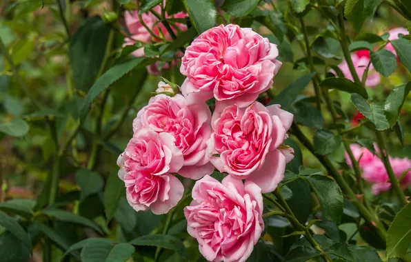 Leaves, flowers, branches, roses, garden, pink, rose Bush