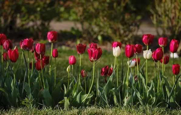 Flowers, spring, tulips, red, white, flowerbed