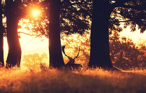 Forest, sunset, nature, deer
