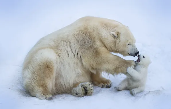 Winter, white, snow, nature, pose, paw, baby, bear
