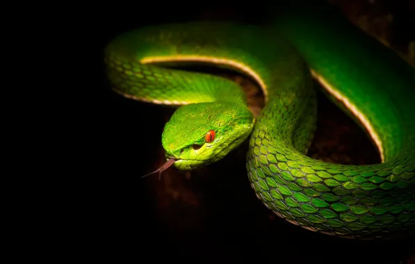 Picture green, snake, Python, black background, reptile