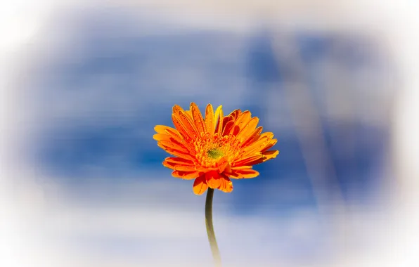 Flower, drops, nature, Rosa, plant, petals, stem