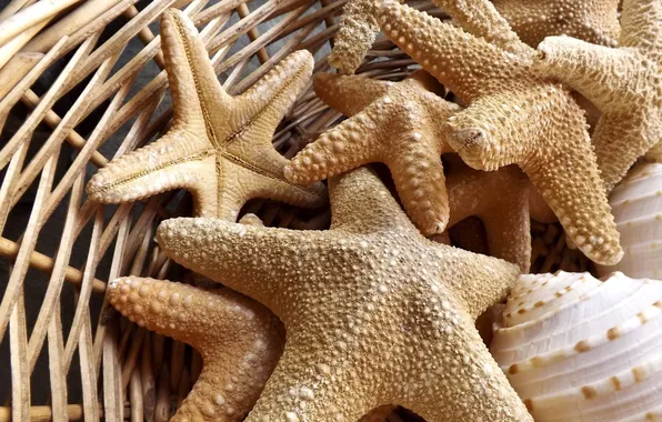 Stars, basket, sea