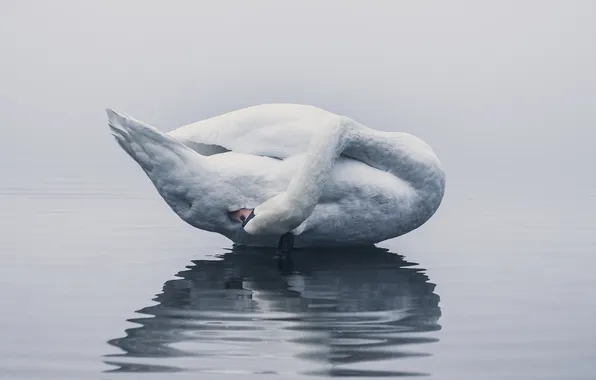 Picture wave, fog, lake, reflection, mirror, Swan