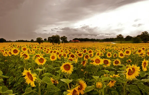 Picture field, the sky, clouds, trees, sunflowers, clouds, house