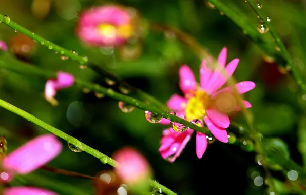 Droplets, grass, pink flowers