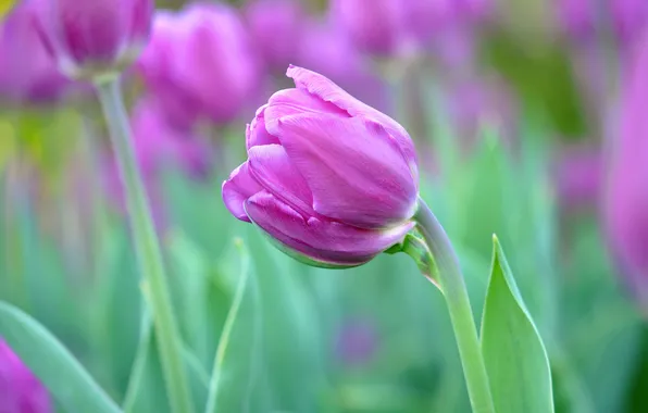 Flower, Tulip, petals