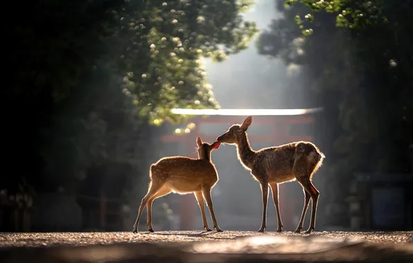 Picture nature, animal, deer, wildlife