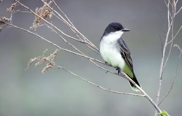 Nature, bird, Eastern Kingbird