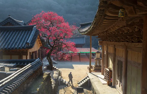Picture tree, spring, flowering, the monastery, Korea