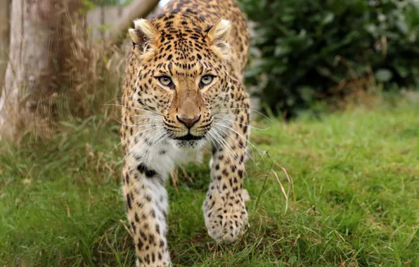 Picture cat, look, nature, leopard, wild