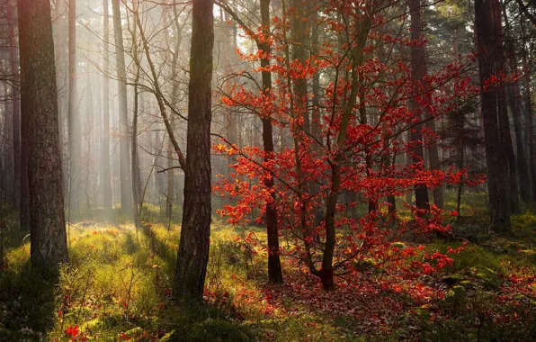 Autumn, forest, leaves, light, trees, branches, fog, thickets