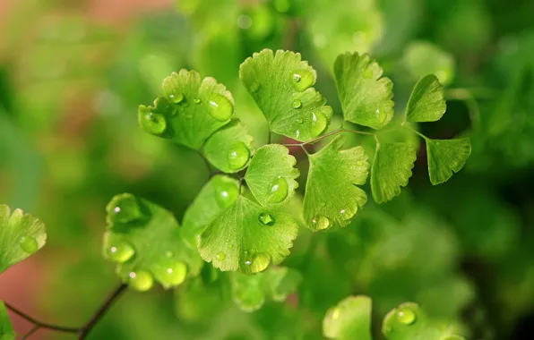 Macro, nature, Rosa, water drops, green plant
