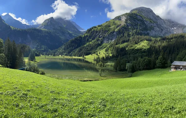 Picture greens, forest, mountains, lake, shore, ate, Alps, meadow