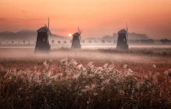 Picture field, the sky, grass, the sun, landscape, nature, fog, dawn
