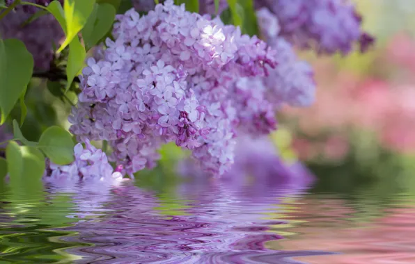 Picture water, reflection, petals, lilac, inflorescence