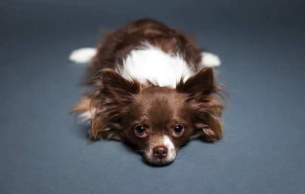 Look, background, Dog, floor, lies, Chihuahua