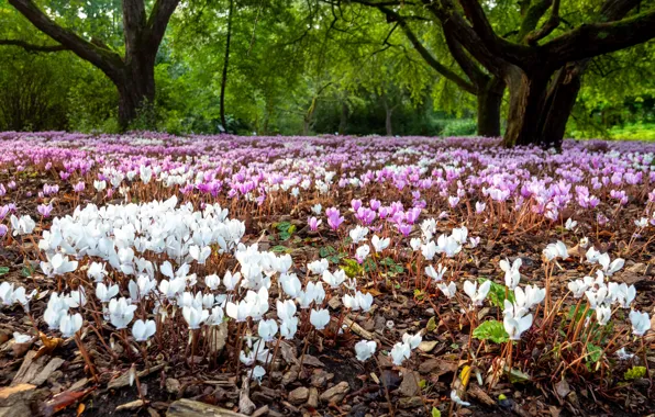 Picture forest, trees, flowers, Park, thickets, glade, spring, pink