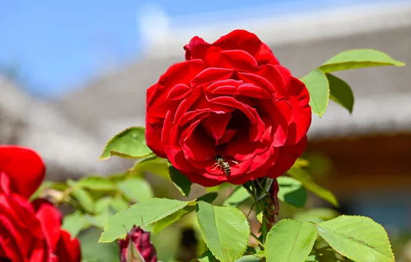 Flower, bee, rose, red