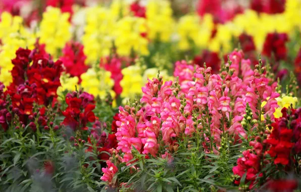 Picture flowers, yellow, glade, bright, garden, pink, flowerbed, snapdragons