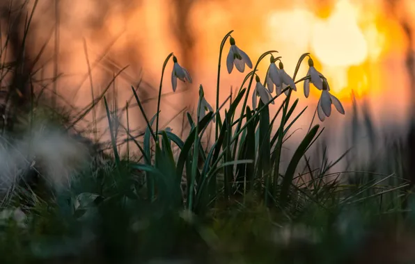 Picture grass, light, flowers, glade, spring, snowdrops, white, bokeh