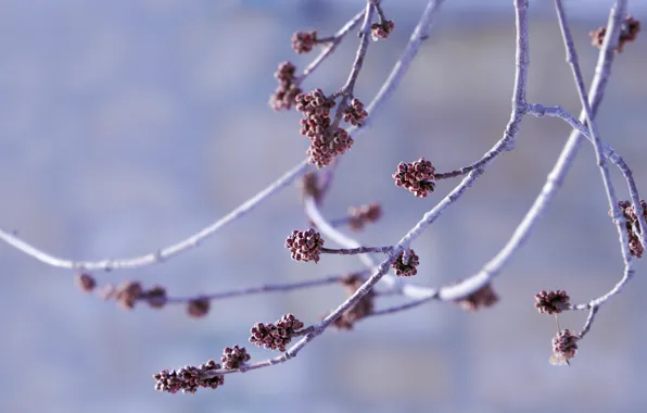 Branches, background, kidney, bokeh