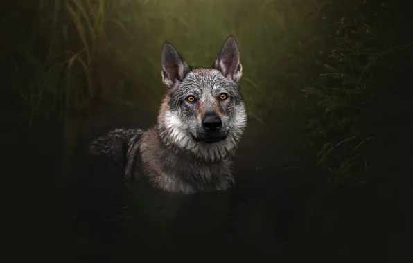 Grass, look, nature, pose, wolf, portrait, dog, bathing