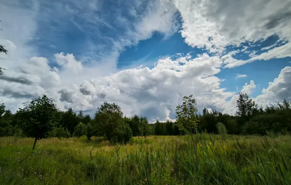 Forest, summer, the sky, grass, clouds, trees, nature, Moscow