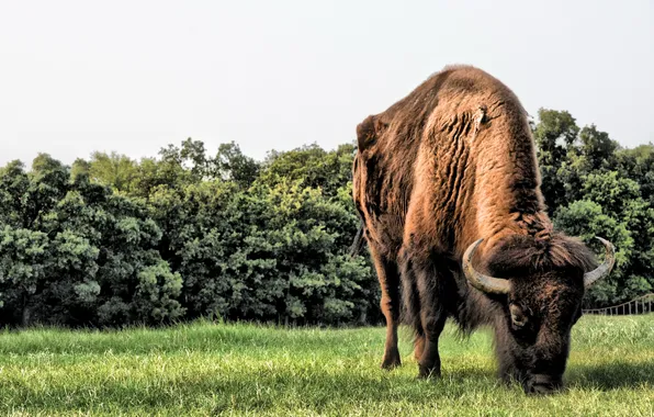 Picture grass, horns, field, animals, big, brown, wild, buffalo