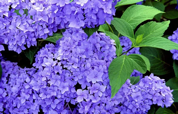 Picture flowers, blue, Hydrangea