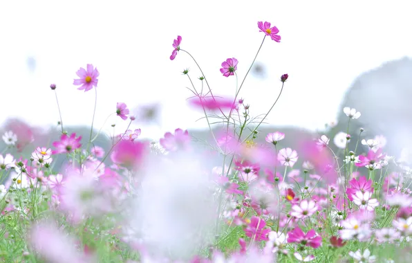 Picture field, the sky, plant, meadow, kosmeya