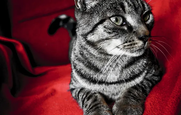 Cat, red, red background, Kote