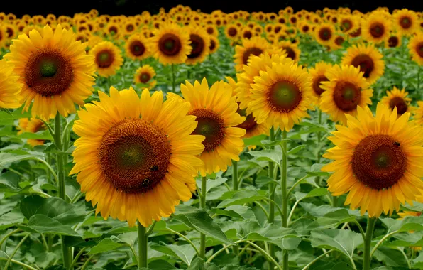 Picture field, leaves, sunflower, petals