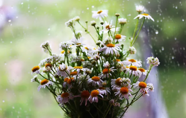 Picture background, chamomile, bouquet