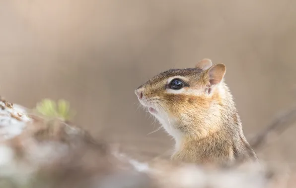 Picture Chipmunk, face, bokeh, rodent