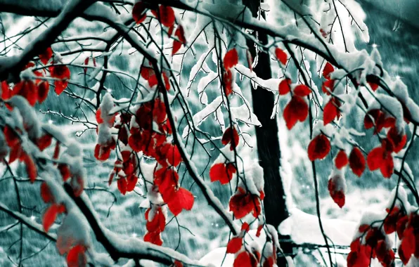 Snow, trees, branch, red leaves