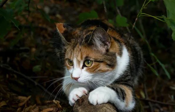 Picture cat, look, face, leaves, nature, pose, the dark background, lies