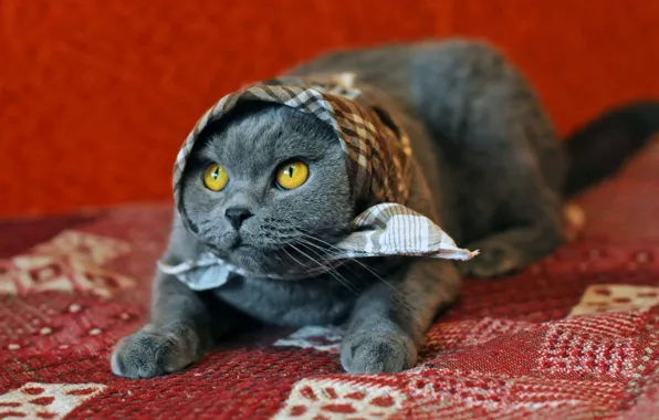 Cat, cat, look, pose, grey, blanket, lies, image