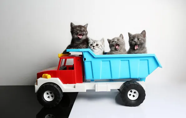 Machine, look, cats, pose, kitty, toy, truck, kittens