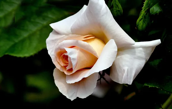 Close-up, drops, cream rose