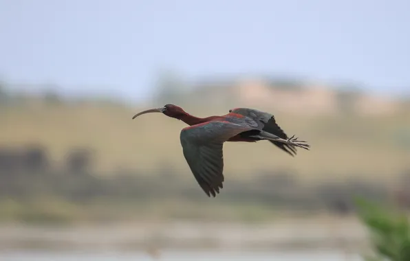 Bird, beak, Flight, bokeh, The glossy IBIS, wingspan, Magov Marat