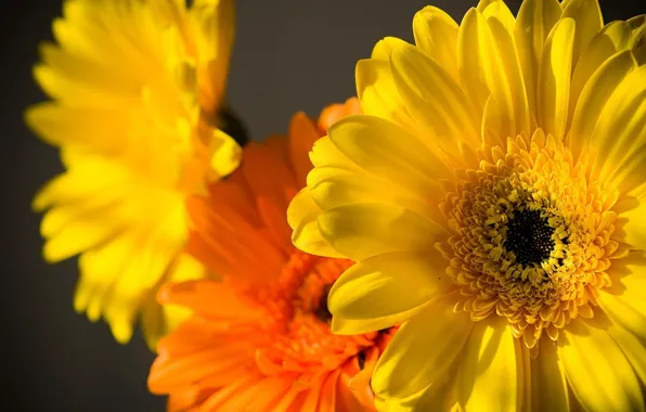 Yellow, Macro, petals