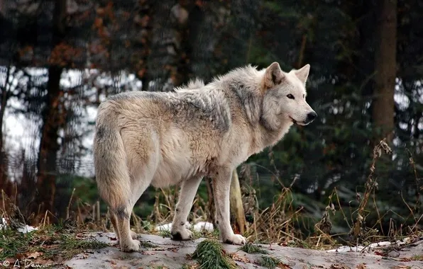 Nature, snow, predator, face, animal, wolf, wildlife, portrait