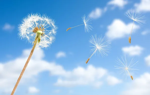 Picture the sky, the sun, clouds, dandelion, fuzzes
