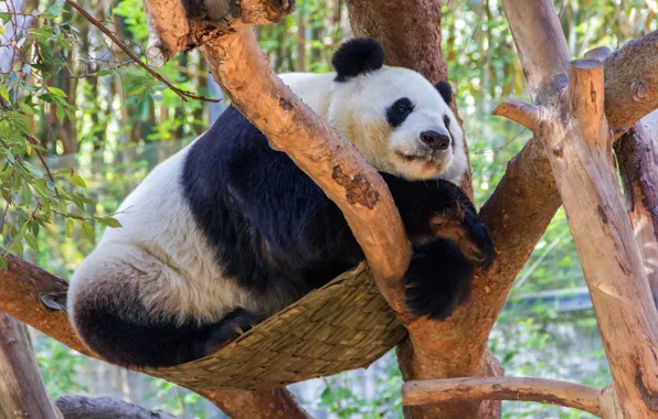 Tree, bear, Panda