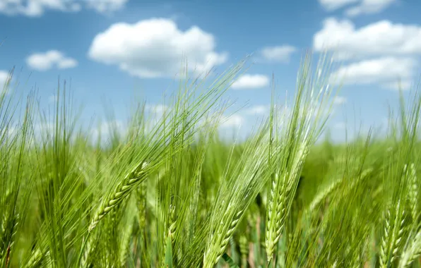 Picture wheat, field, the sky, clouds, nature, rye