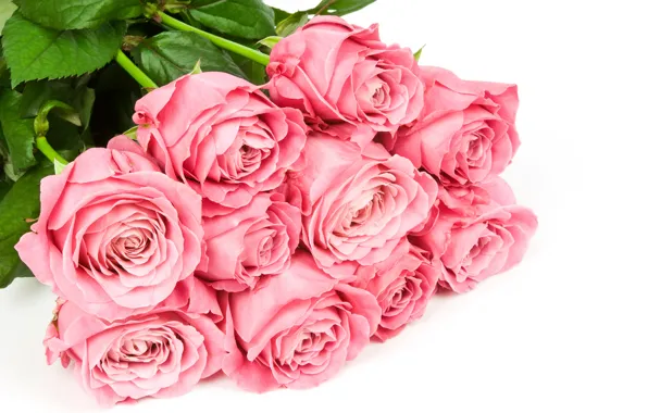Picture flowers, roses, bouquet, white background, pink
