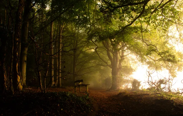 Picture nature, fog, Park, bench