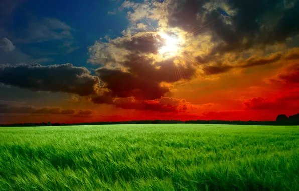 Picture field, the sky, grass, the sun, clouds, rays, sunset, clouds