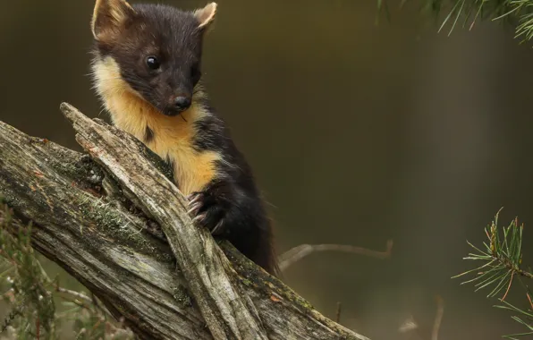 Tree, animal, cub, needles, animal, marten